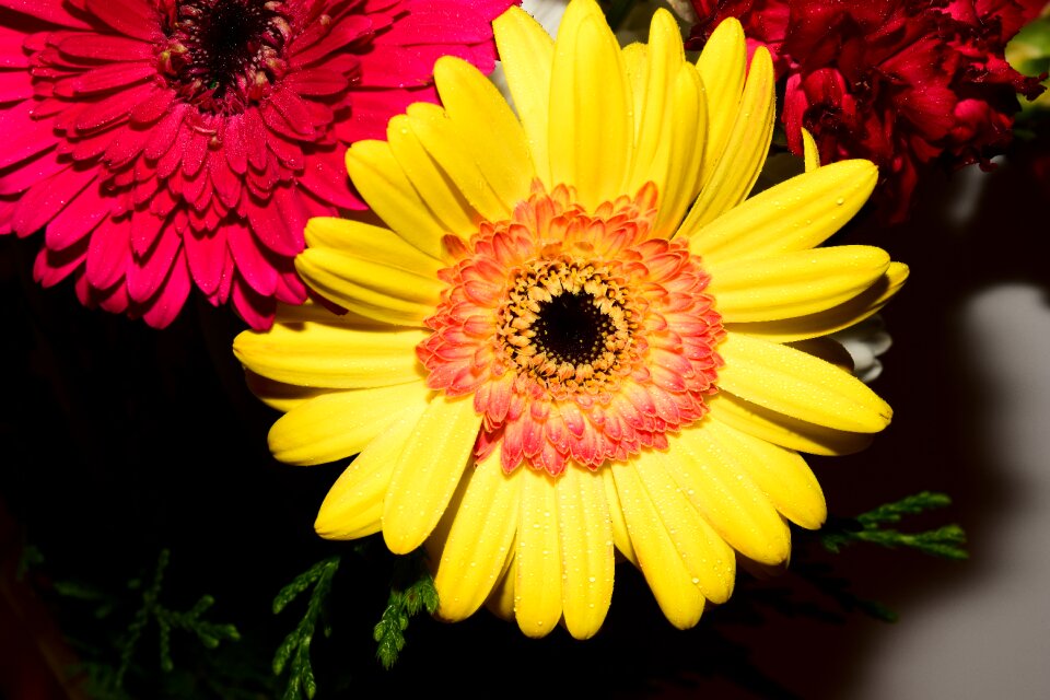 Yellow botany flora