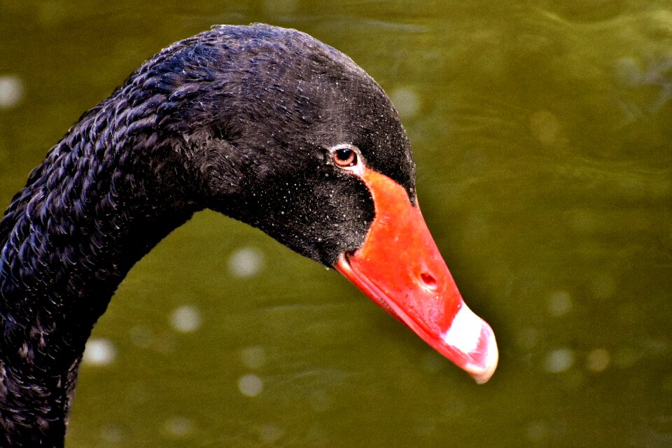 Elegant lake animal
