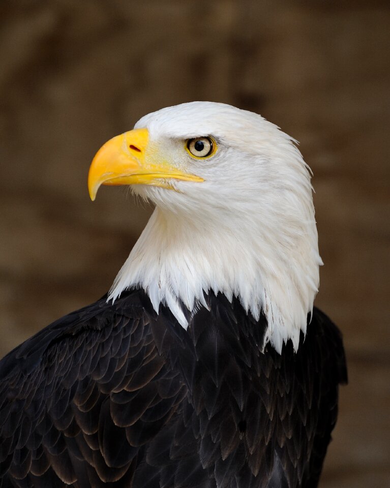 Profile raptor bird
