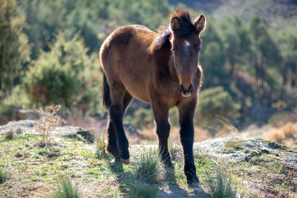 Nature field colts