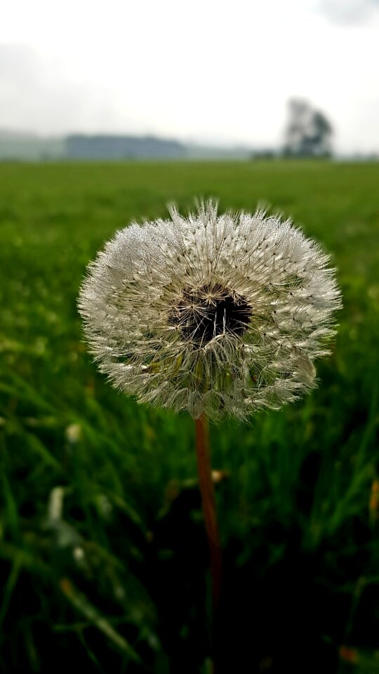 Dew landscape green