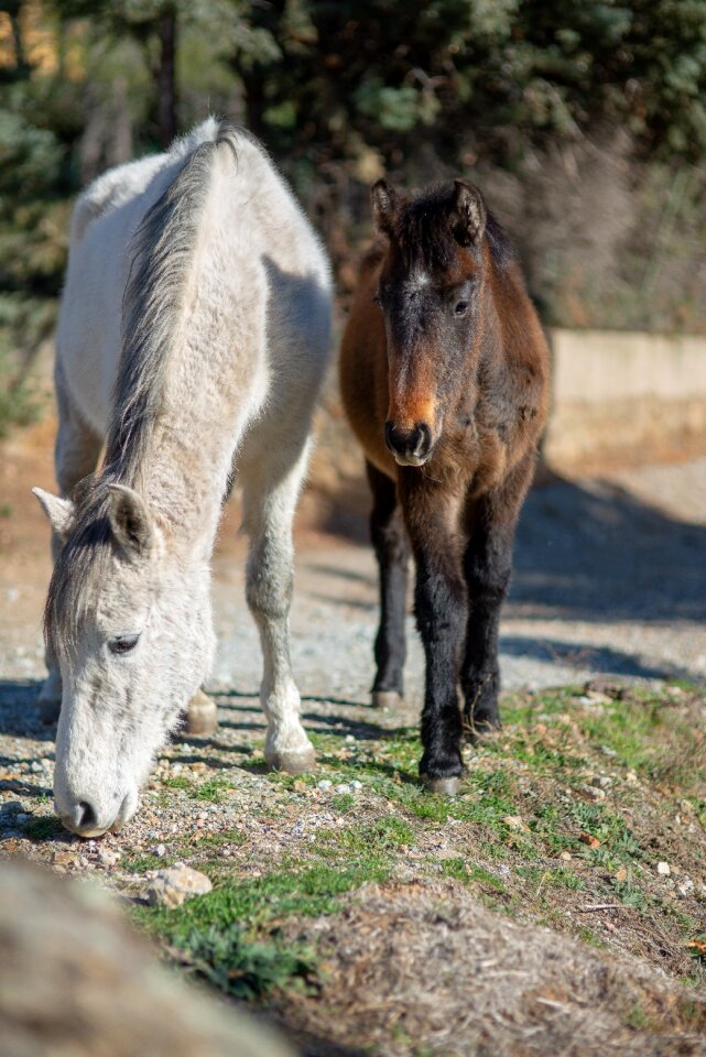 Nature field colts