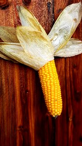 Ripe involucral bracts wooden wall
