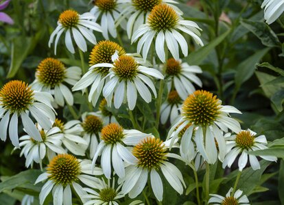 Flowers garden white