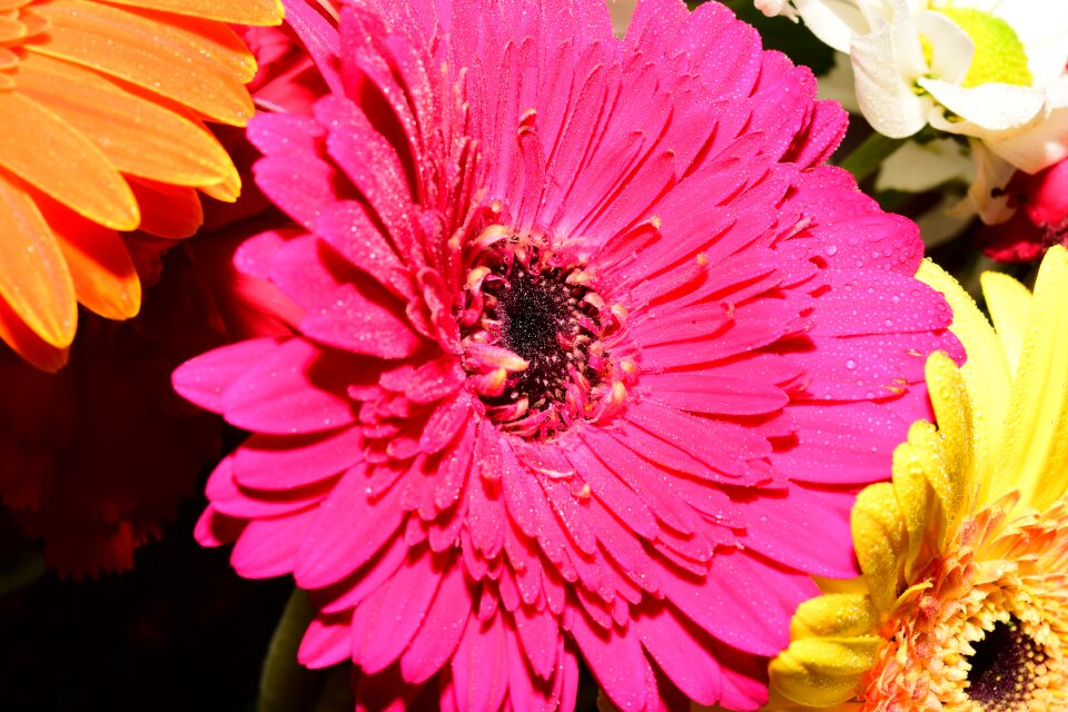 Flowers flora botany