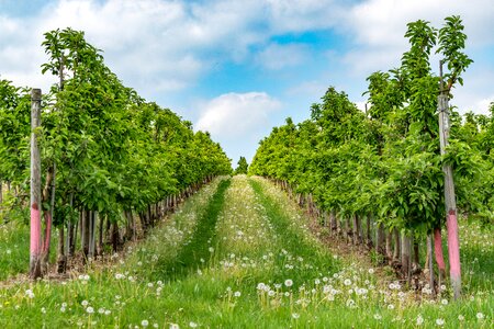 Plant apple tree plantation