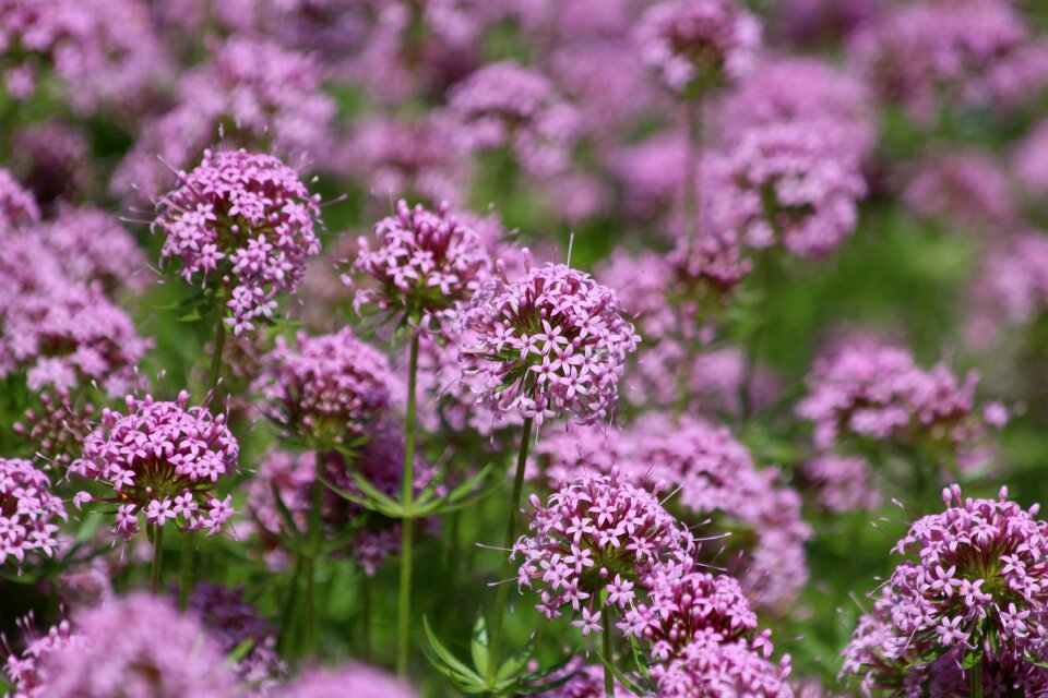 Bloom summer flowers bright colors