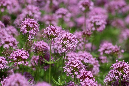 Bloom summer flowers bright colors