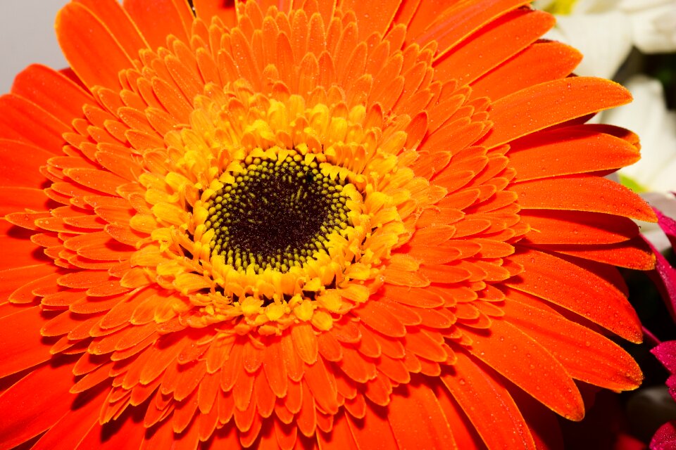 Flower flora petal