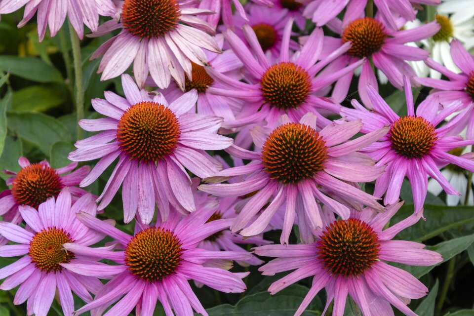 Daisies nature garden