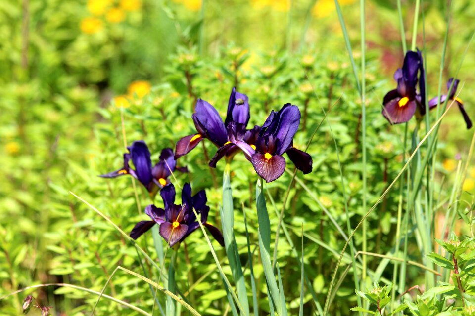 Handsomely garden flowers garden