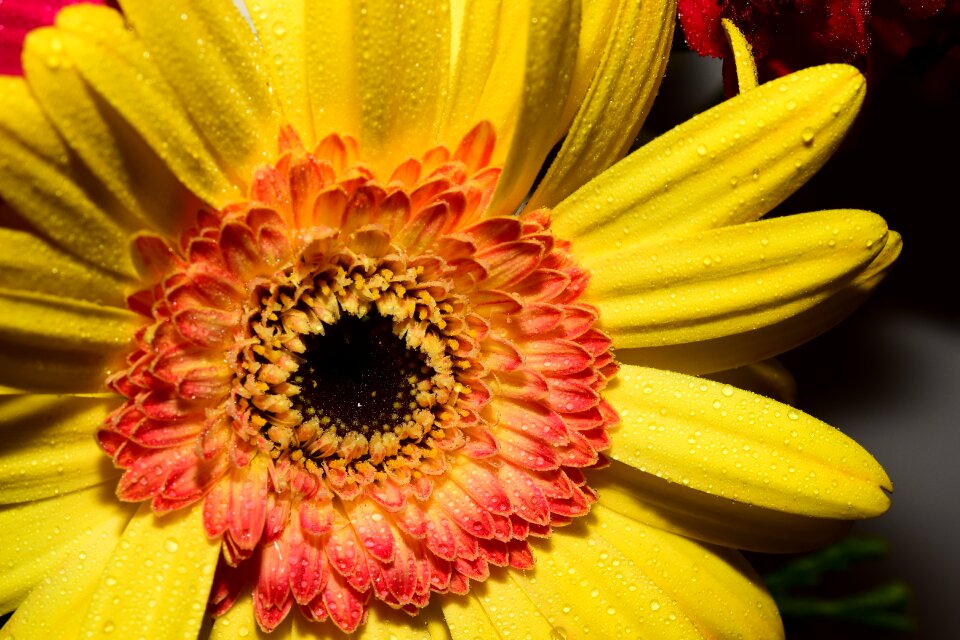 Yellow flora botany