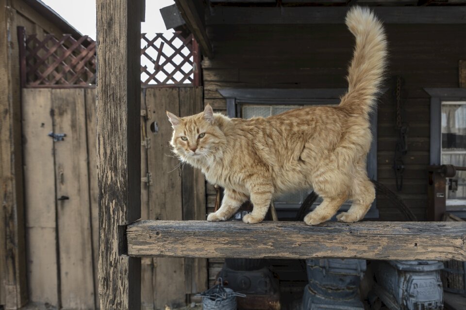 Portrait pet domestic