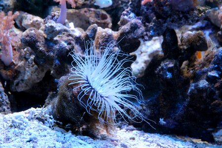 Anemone actinium aquarium photo