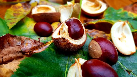 Horse chestnut fruiting bodies leaves