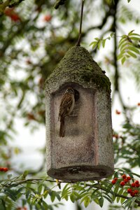 Aviary rowan nesting box photo