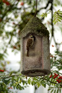 Aviary rowan nesting box photo
