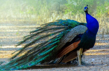 Feathers colorful beautiful