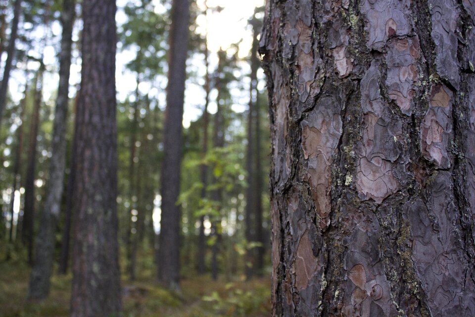Conifers pines nature