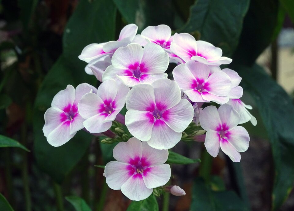 Flower garden purple blossom