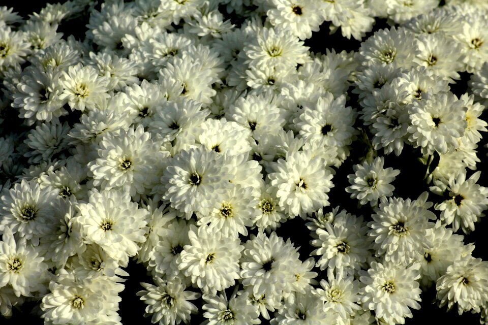 The petals blooming flower