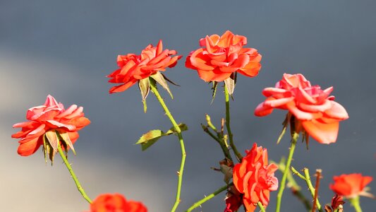Blossom plant love