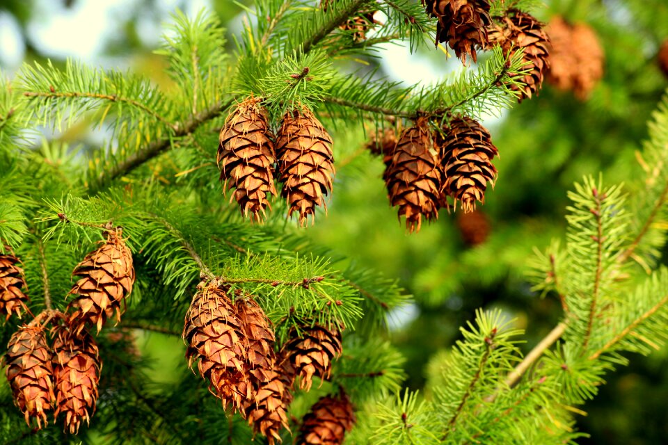 Tree coniferous green