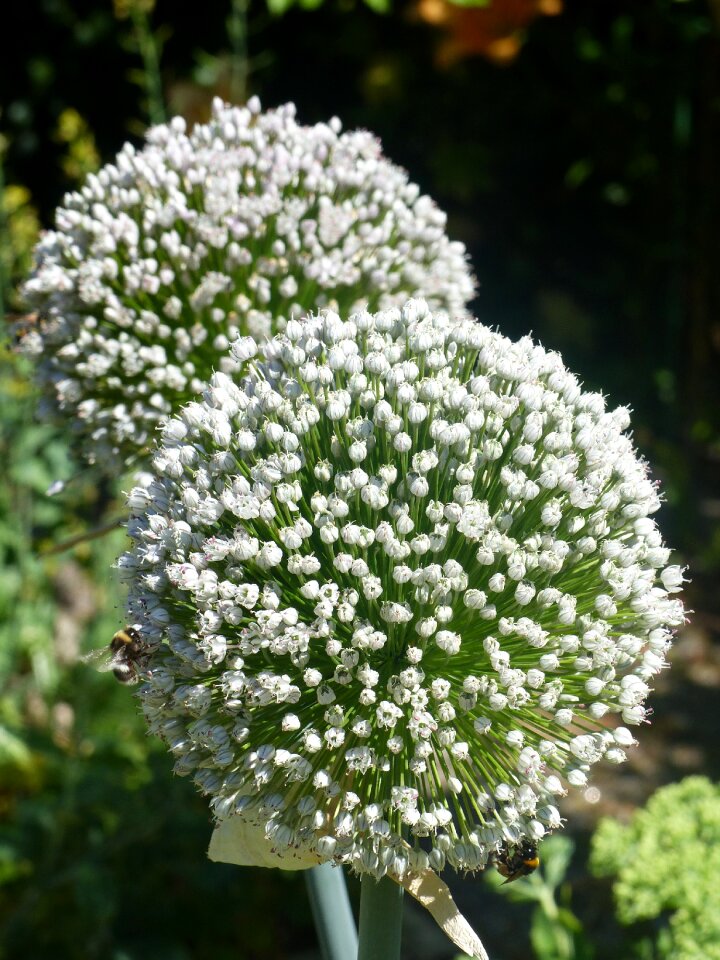 White bumble bees garden