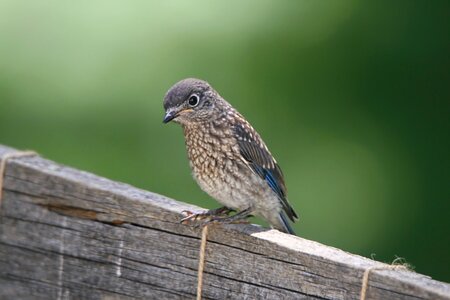 Songbird nature wildlife