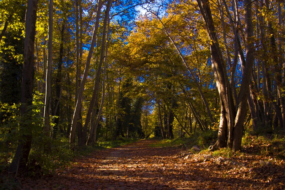 Winter earth yellow