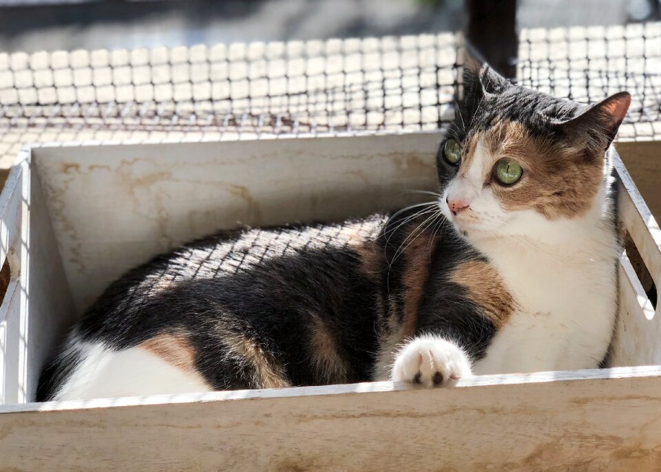 Cat home domestic cat relaxed cat