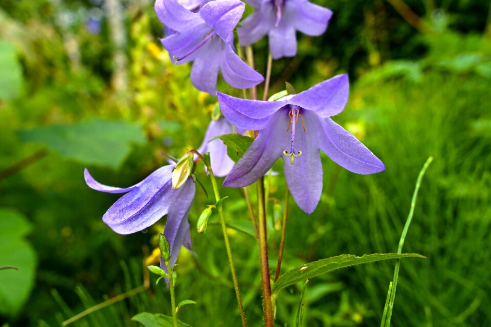 Plant blooming annual