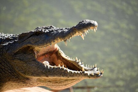 Crocodile animal nature photo