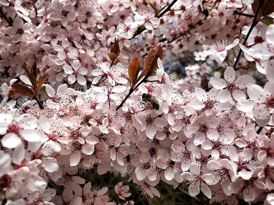 Flowers flowering trees nature