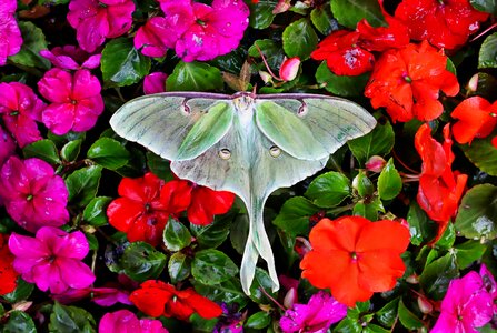 Insect nature butterfly photo