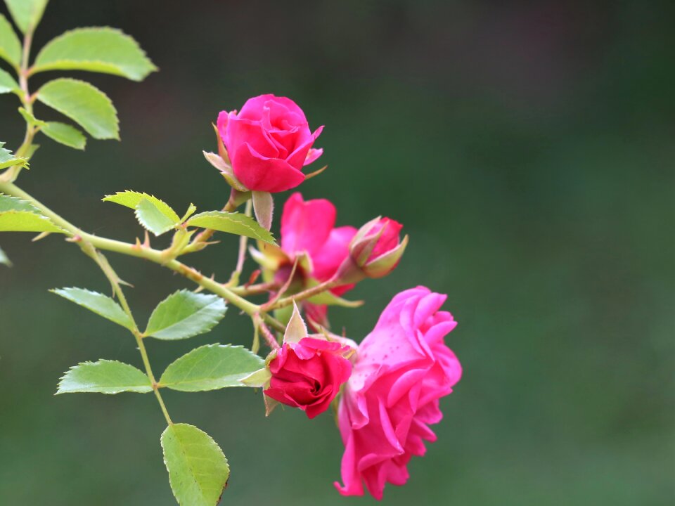 Petals blossom floral photo