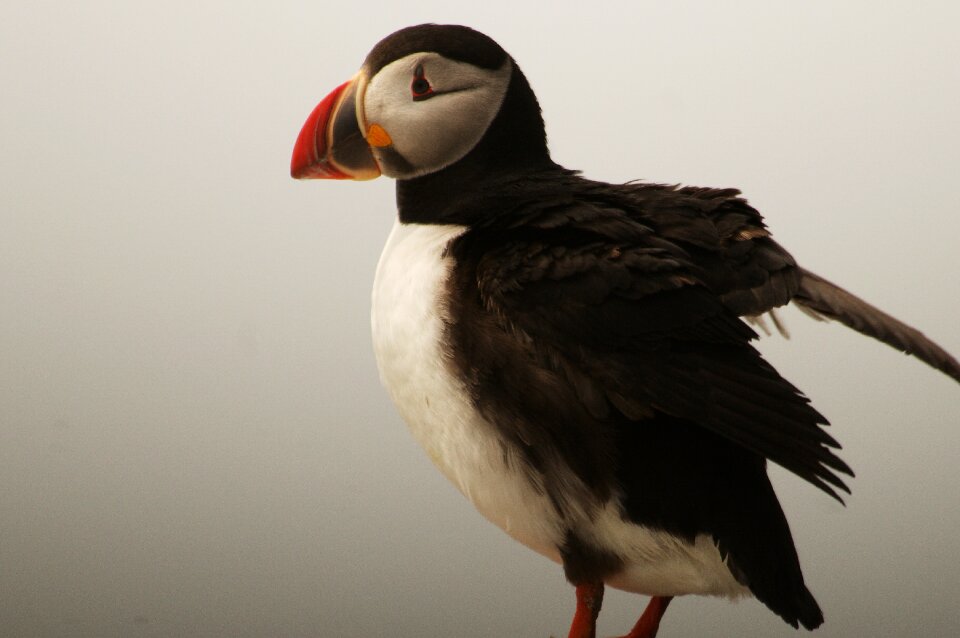 Puffin nature animal