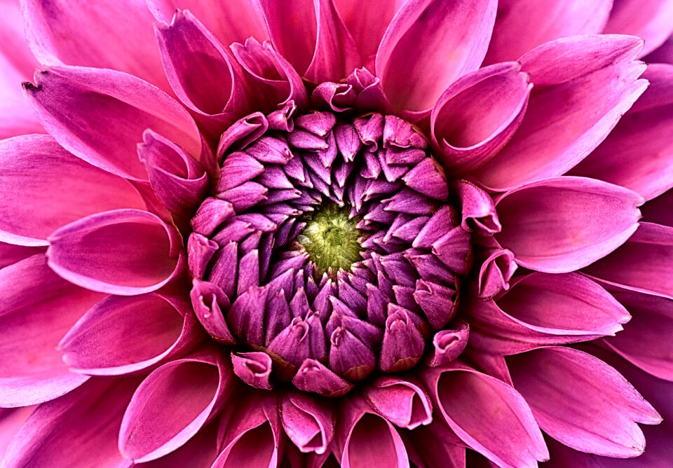 Flower garden ornamental flower blossom