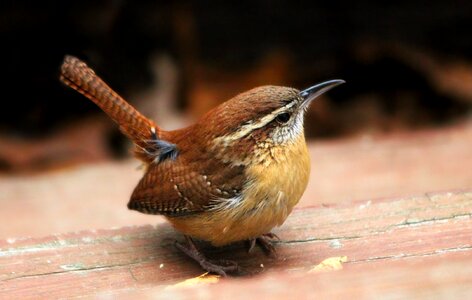 Nature wildlife brown birds photo