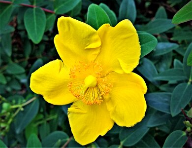 Yellow flowers stamens bush