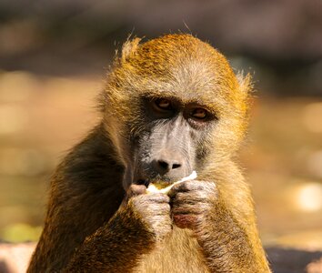 Sphinx-baboon primate young monkey photo