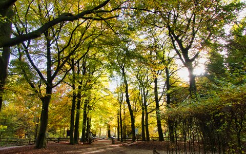 Nature forest leaves