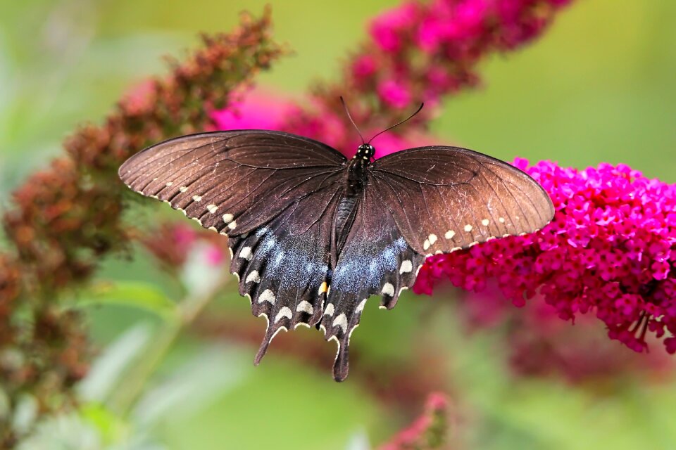 Swallowtail nature summer