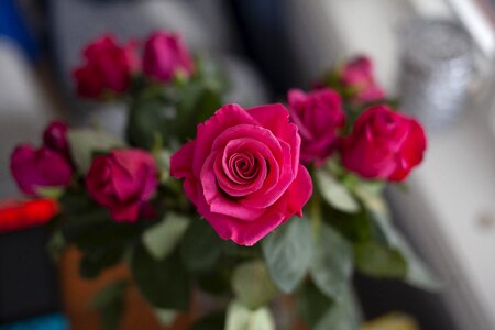 Pink bloom blossom