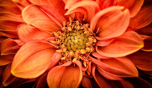 Flower garden ornamental flower blossom