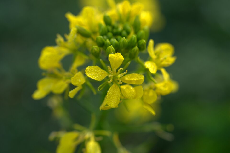 Yellow autumn plant