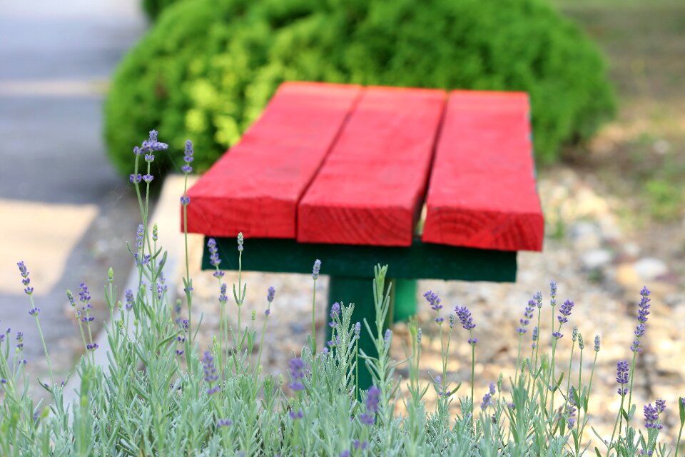 Park summer nature