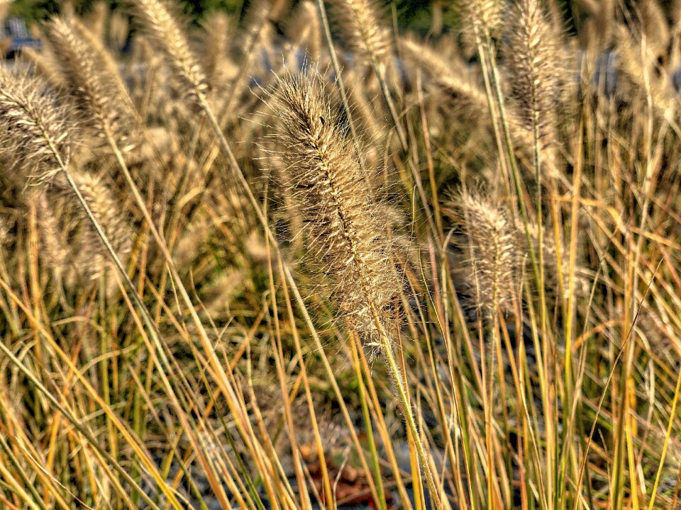 Plant field harvest