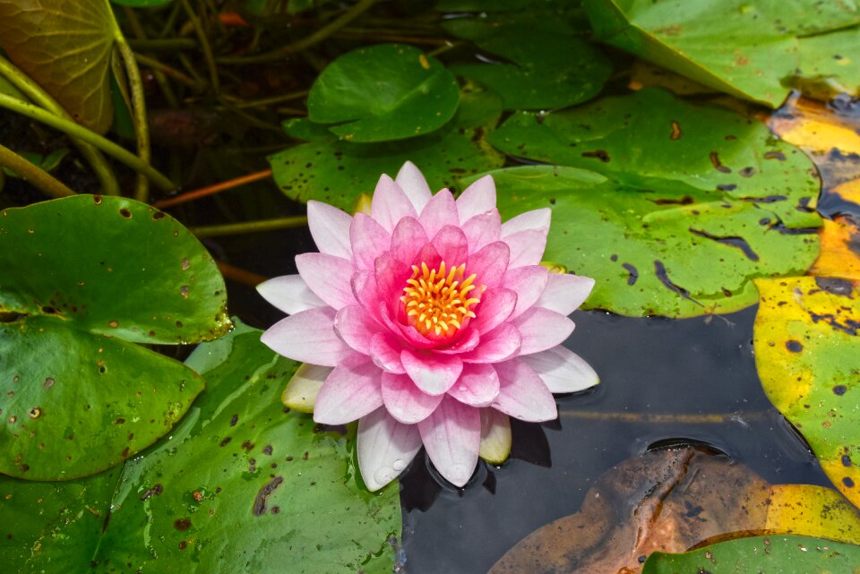 Flower pad lily pads