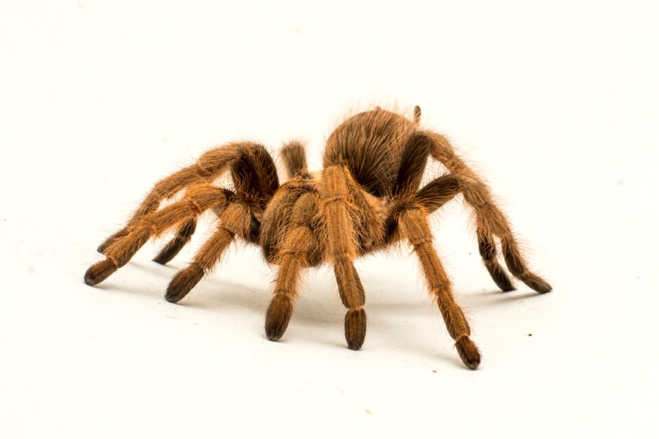 Nature insect animal